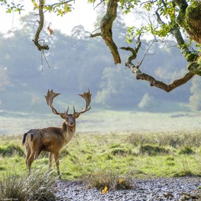 Poszter 20x20cm Szarvas a fa alatt, Assaf Frank
