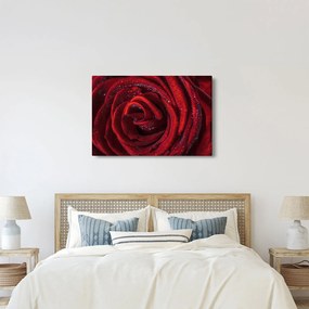 Kép - Vörös rózsa harmatcseppekkel (90x60 cm)