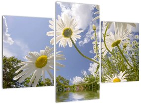 Kép - százszorszép, tavasszal (90x60cm)