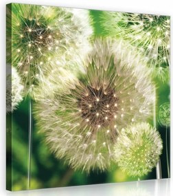 Vászonkép 40x40 Pitypang pitypang nyár természet finomság nyugalom fehér