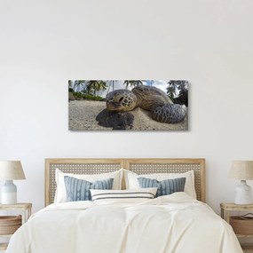 A teknős képe (120x50 cm)