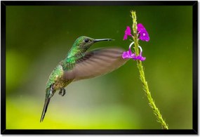 Poszterek keretben 60x40 Madarak