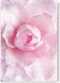 Rózsa rózsaszín poszter kép 21x30cm #177