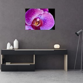 Részletes kép az orchidea virágról (üvegen) (70x50 cm)