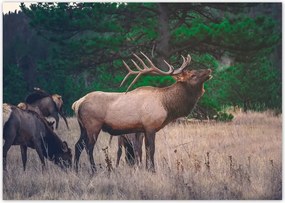 Poszterek A5 Szint Szarvas Erdő Tájkép
