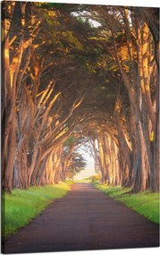 Vászonkép Út a fák között Természet 50x80 cm