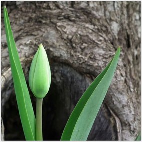 Poszterek 140x140 Zöld tulipán