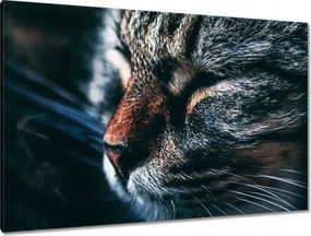 Képek 120x80 Cica Cicák