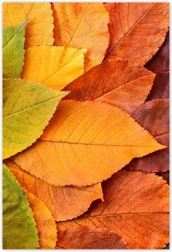 Poszterek 125x185 Őszi színes levelek Levelek az ősz színeiben