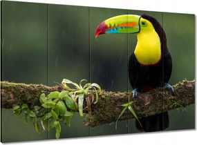 Vászonkép 100x70 Gyönyörű tukán az ágon