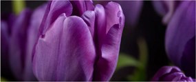 Tulipán vírág képe (120x50 cm)