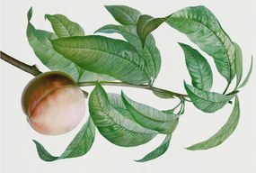 Stílusos Dekoratív Fotótapéta Flizelin Érett őszibarack 104x70