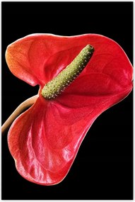 Poszterek 80x120 Piros virág Anturium