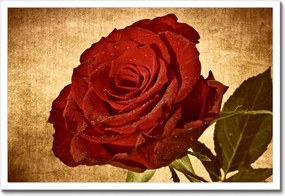 Poszterek keretben 60x40 Rózsa szépia háttérrel