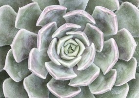 Poszter 29,7x21cm Pozsgás, Assaf Frank