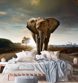 Gario Fotótapéta Elefánt menetel az úton Anyag: Vlies, Méret: 200 x 200 cm