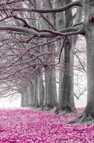 Poszter 53x81cm Fák egy sorban rózsaszín levelek, Assaf Frank