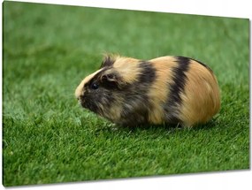 Vászonkép 120x80 Tengerimalac