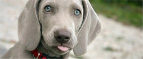 Kép - weimaraner kölyökkutya (120x50 cm)