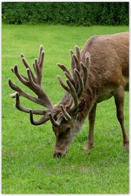 Poszterek 80x120 Szarvas felszarvazott