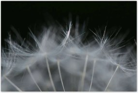 Poszterek 120x80 Pitypang Virág Virágok