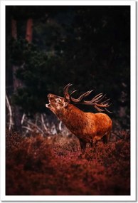 Poszterek keretben 40x60 Szarvas az erdőben