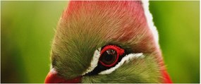 Színes madár képe (120x50 cm)