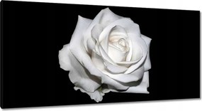 Vászonkép 115x55 Rózsa Virág Virágok Rózsa