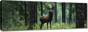 Vászonkép 150x50 Szarvas az erdő közepén