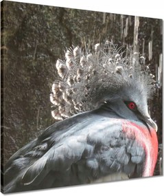 Vászonkép 50x50 Színes madár