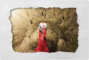 Poszterek 90x60 Pulyka ünnep Usa