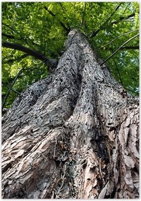 Poszterek 70x100 Fa Kilátás