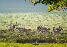 Poszter 84,1x59,4cm Csorda, Assaf Frank