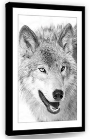 Farkas fekete-fehérben, vászonkép, 40x60 cm méretben