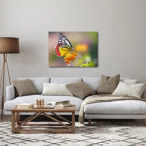 Egy pillangó képe a virágon (70x50 cm)