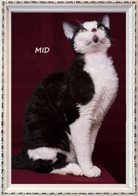 Állítható és felakasztható fa keret 15mm 20x30 fehér +arany