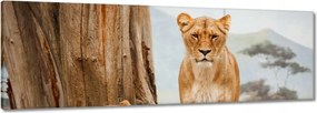 Vászonkép 60x20 Oroszlánok Afrikában