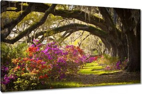 Vászonkép 120x70 Tölgyfa sikátor