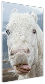 Akrilkép Őrült fehér ló oav-80296116