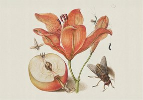 Dekoratív Fotótapéta Fali Fal Botanikus illusztráció 208x146