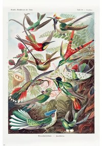 Plakát Ernst Haeckel - Kolibris