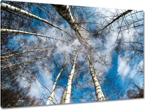 Festmények 120x80 Nyírfa