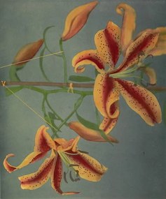 Reprodukció Lily, 1896, Ogawa Kazumasa