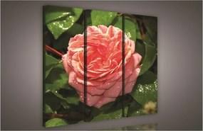 Rózsa, 3 darabos vászonkép, 90x80 cm méretben
