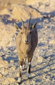 Poszter 53x81cm Nubiana Ibex 8, Assaf Frank