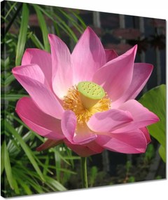 Vászonkép 40x40 Lótusz Lótuszvirág