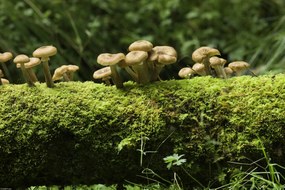 Poszter 45x30cm Gomba, Assaf Frank