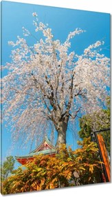 Vászonkép 80x120 Virágzó cseresznye