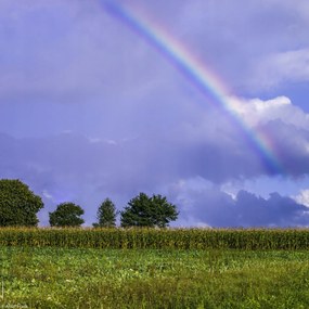 Poszter 20x20cm Szivárvány a mező felett, Assaf Frank
