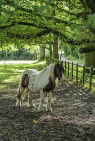 Poszter 68x101cm Ló a farmon, Assaf Frank